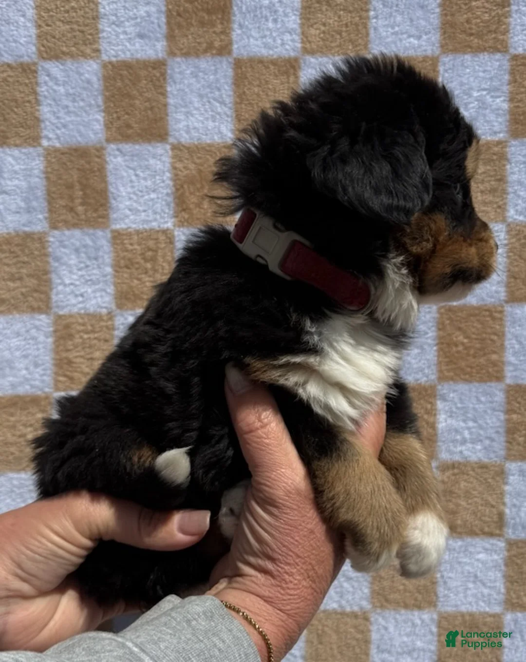 Bernese Mountain Dog dogs for sale: Tex - Ad 2