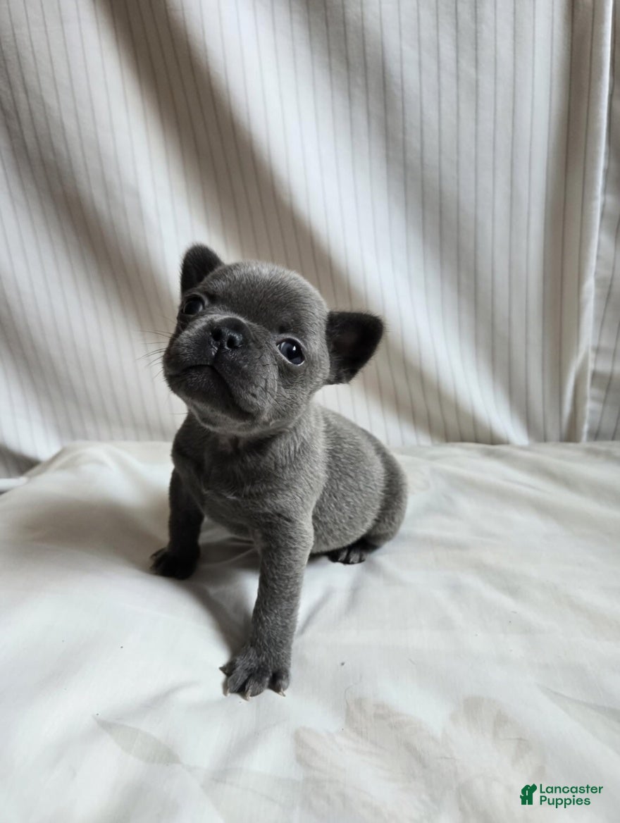 French Bulldog dogs for sale: Vienna  - Ad 2