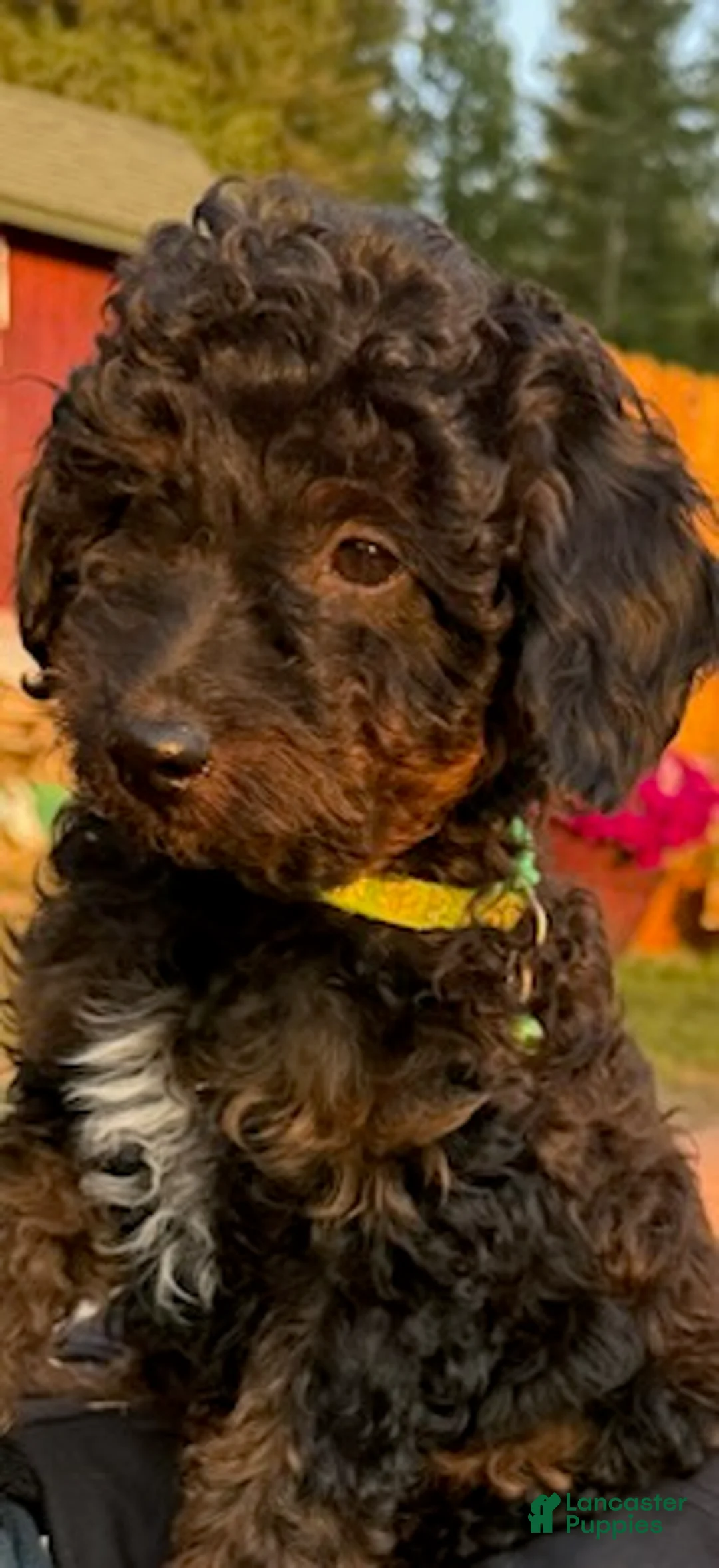 Mini Aussiedoodle dogs for sale: River - Ad 10