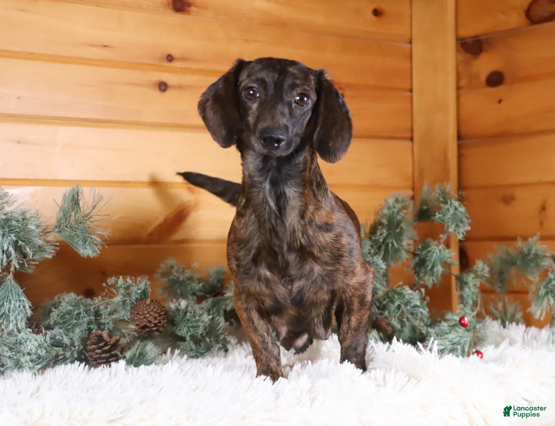 Miniature Dachshund dogs for sale: Pepperoni - Ad 8