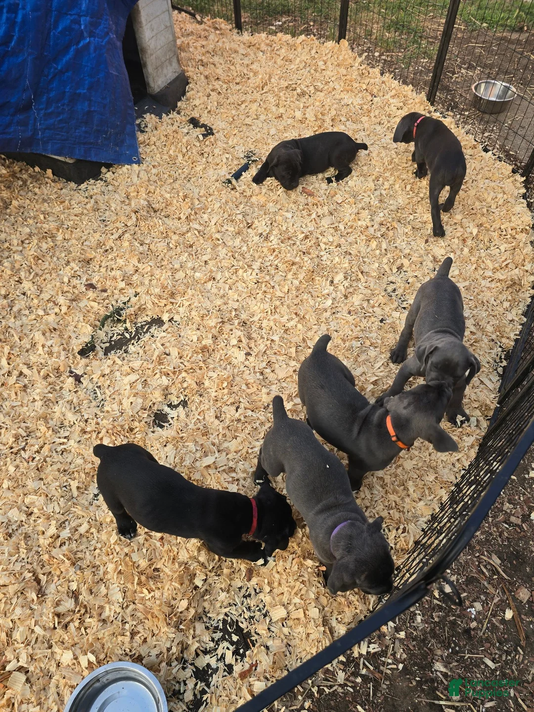 Cane Corso dogs for sale: Cane Corso 4 - Ad 3