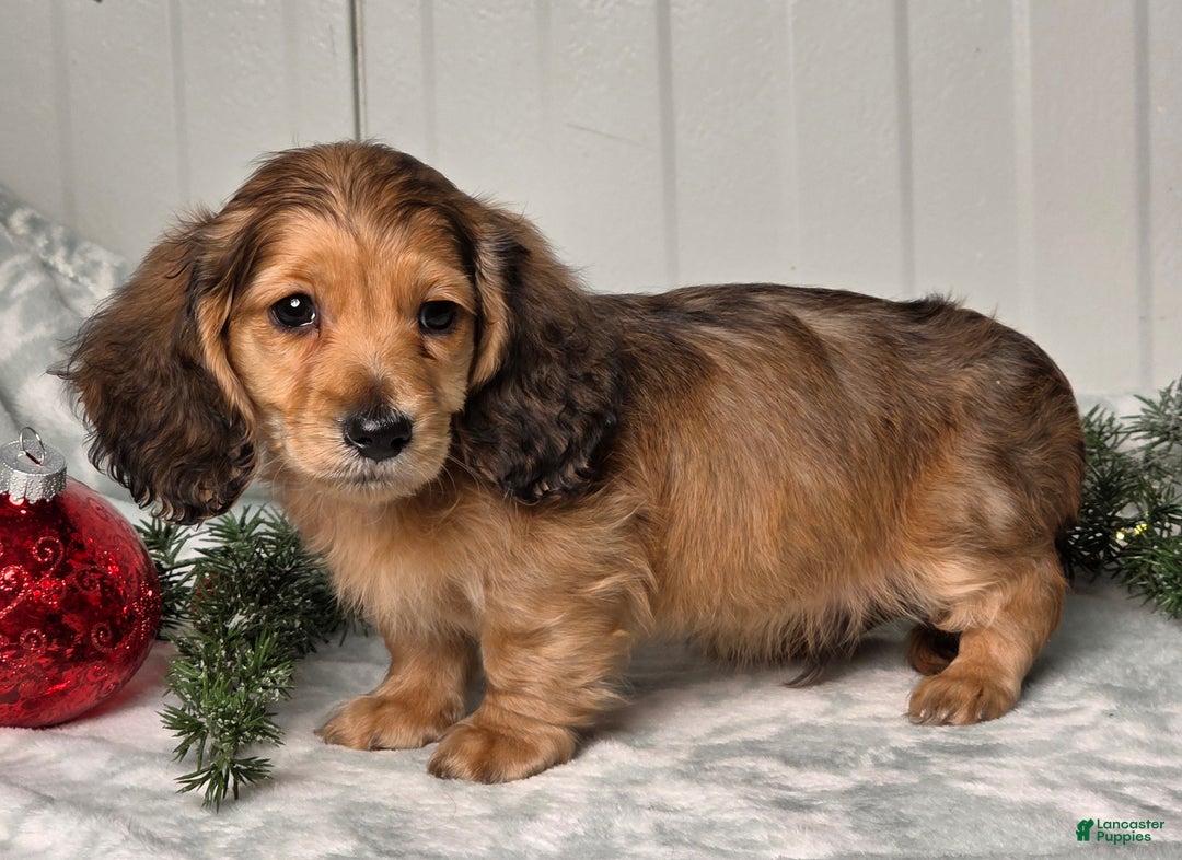 Miniature Dachshund dogs for sale: Shannon - Ad 8