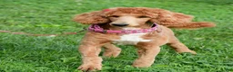 Standard Poodle dogs for sale: Lucy - Ad 10