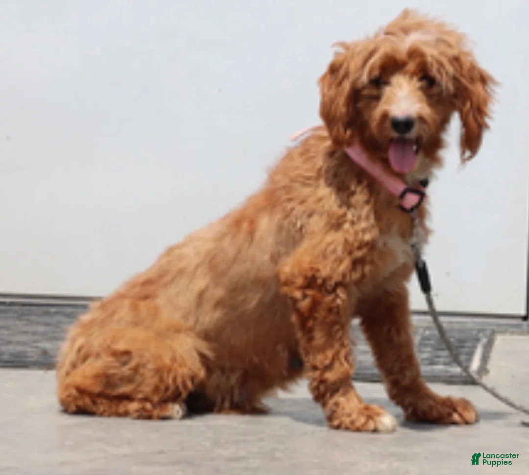 Mini Goldendoodle dogs for sale: Miss Fancy - Ad 5