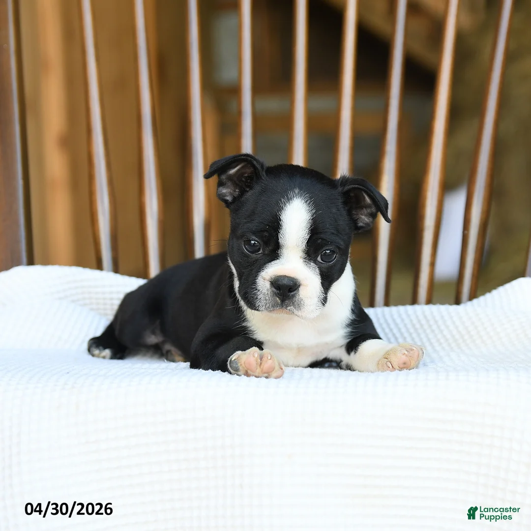 Boston Terrier dogs for sale: Eleanor - Ad 2