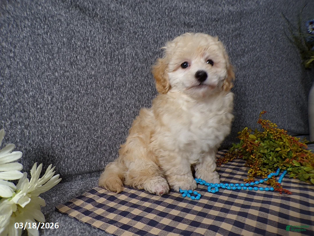 Havapoo dogs for sale: Saki - Ad 5