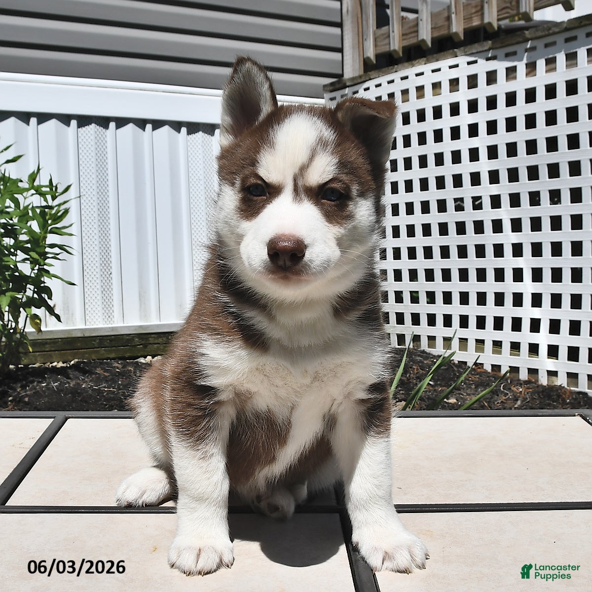 Siberian Husky dogs Candy - Ad 2