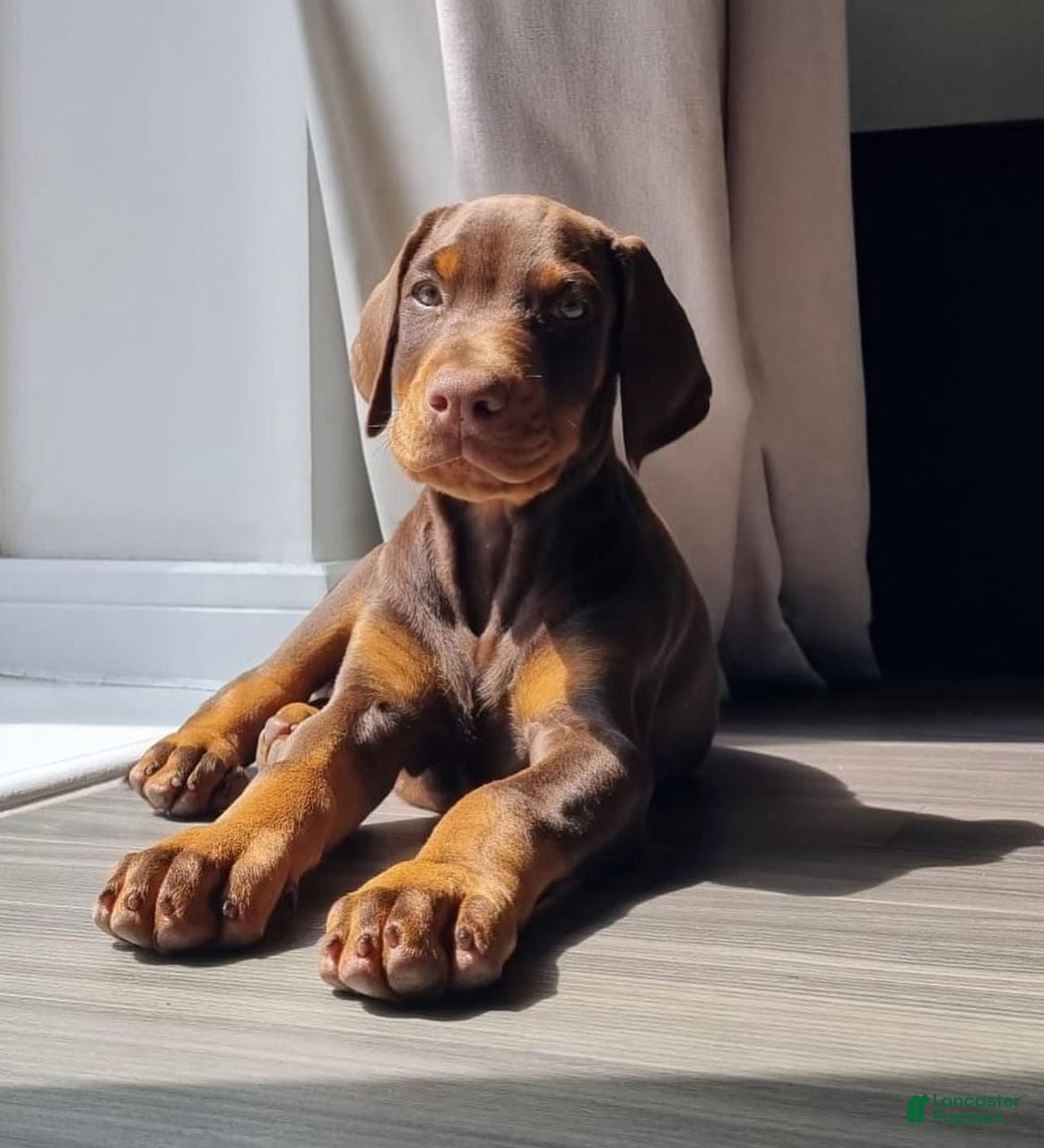 Doberman Pinscher dogs Debbie - Ad 17