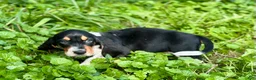 Basset Hound dogs for sale: Speck  - Ad 4