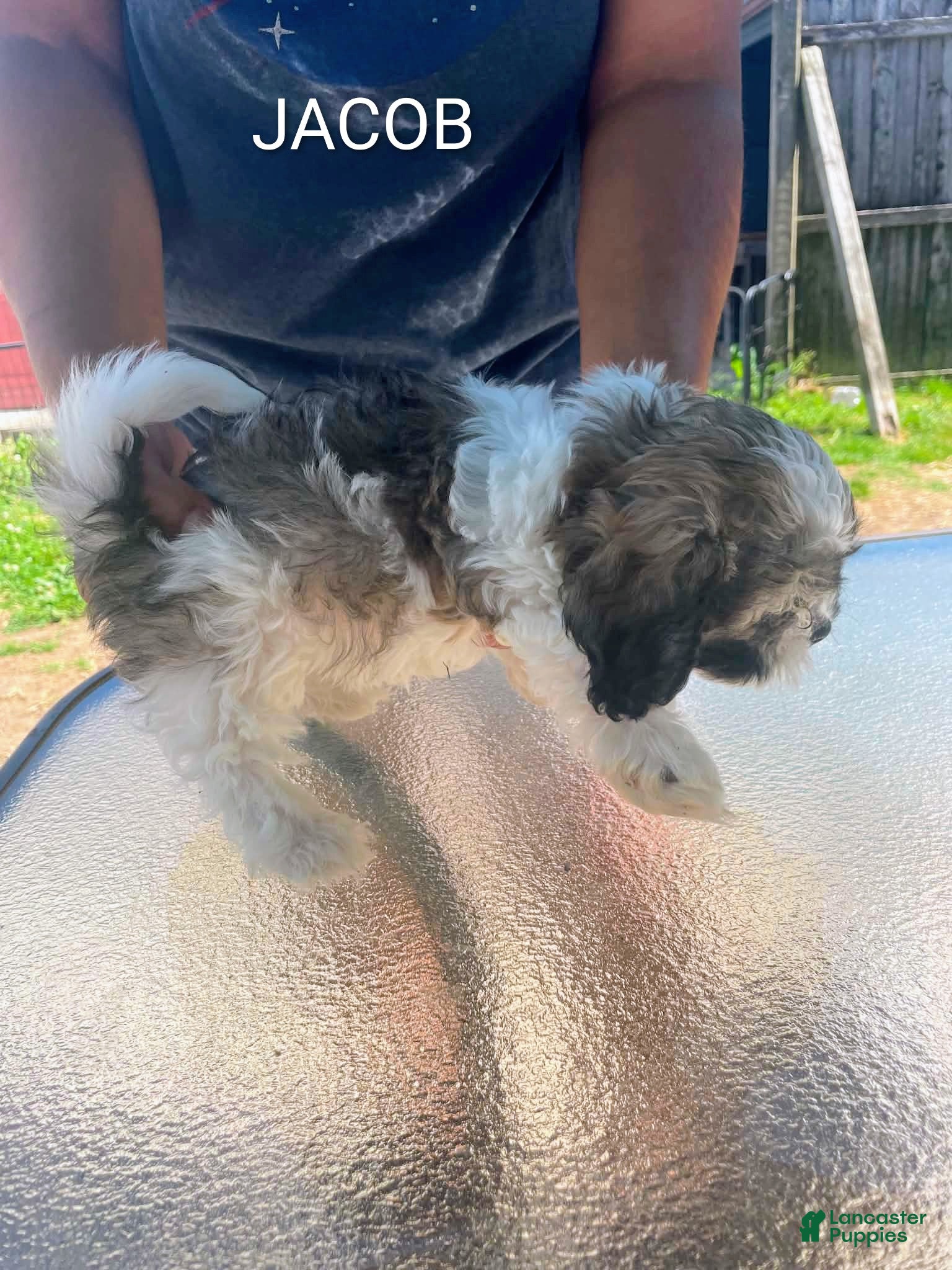 Shih Tzu dogs Shih Tzu 1 - Ad 2