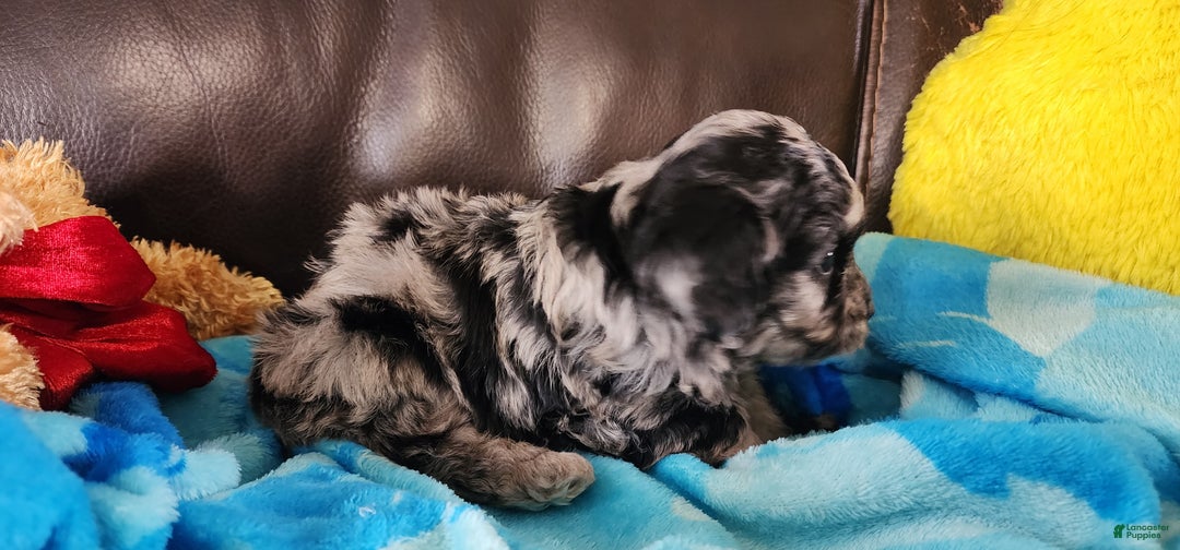 Shihpoo dogs for sale: Gus - Ad 5