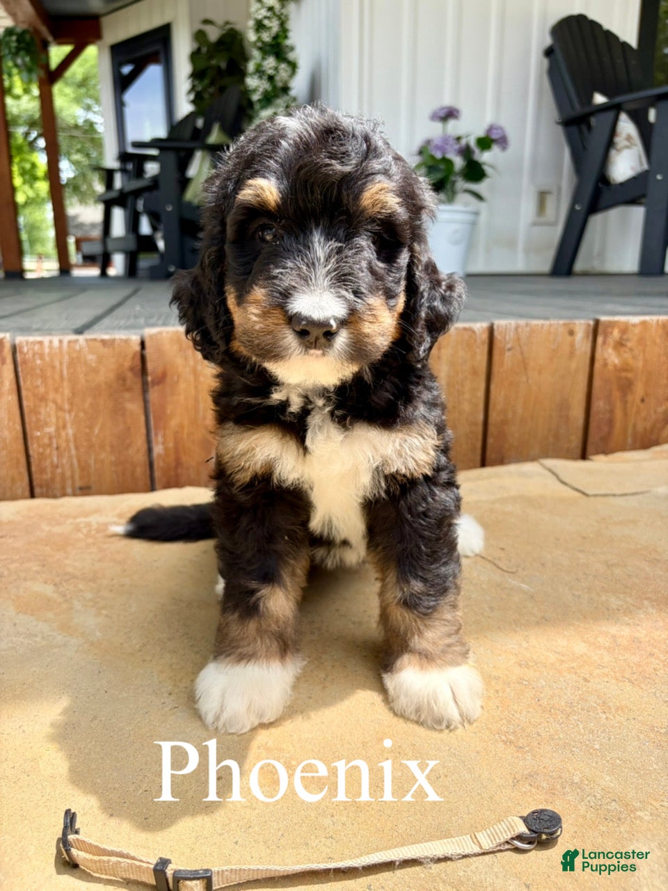 Bernedoodle dogs Phoenix - Ad 1