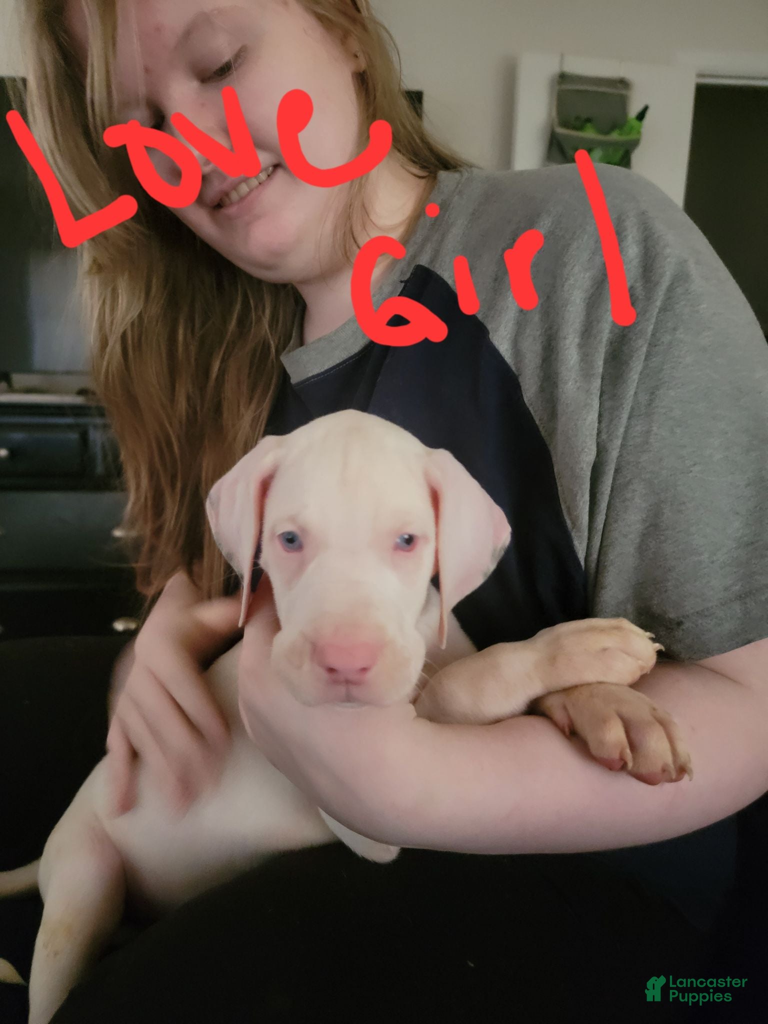 Great Dane dogs Great Dane 2 - Ad 3