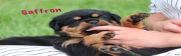 Rottweiler dogs for sale: Saffron w a Long Tail  - Ad 4