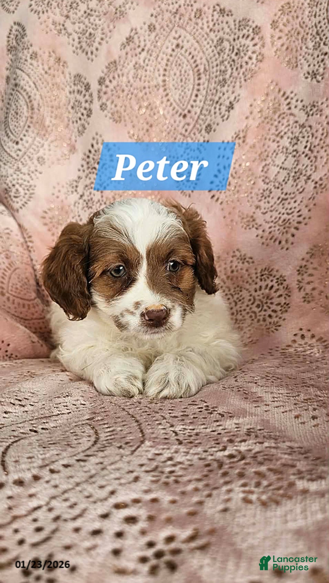 Shihpoo dogs for sale: Peter - Ad 4