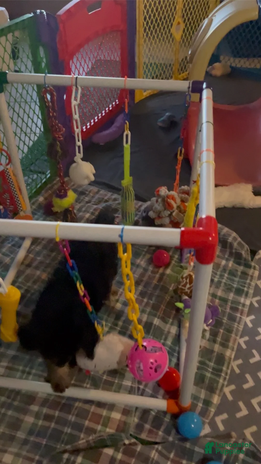 Bernedoodle dogs for sale: Summit - Ad 2