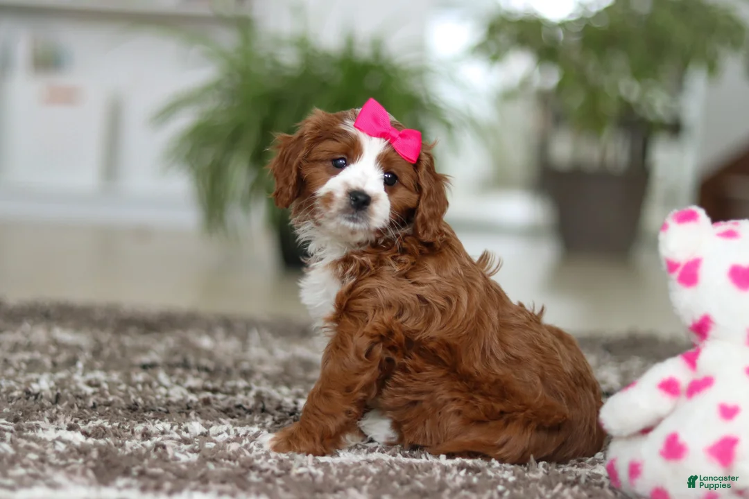 Cavapoo dogs for sale: Angela - Ad 11