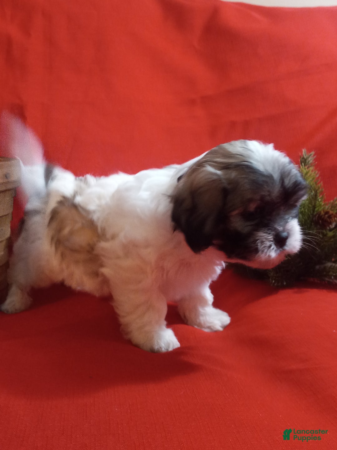 Teddy Bear dogs for sale: Bella - Ad 4