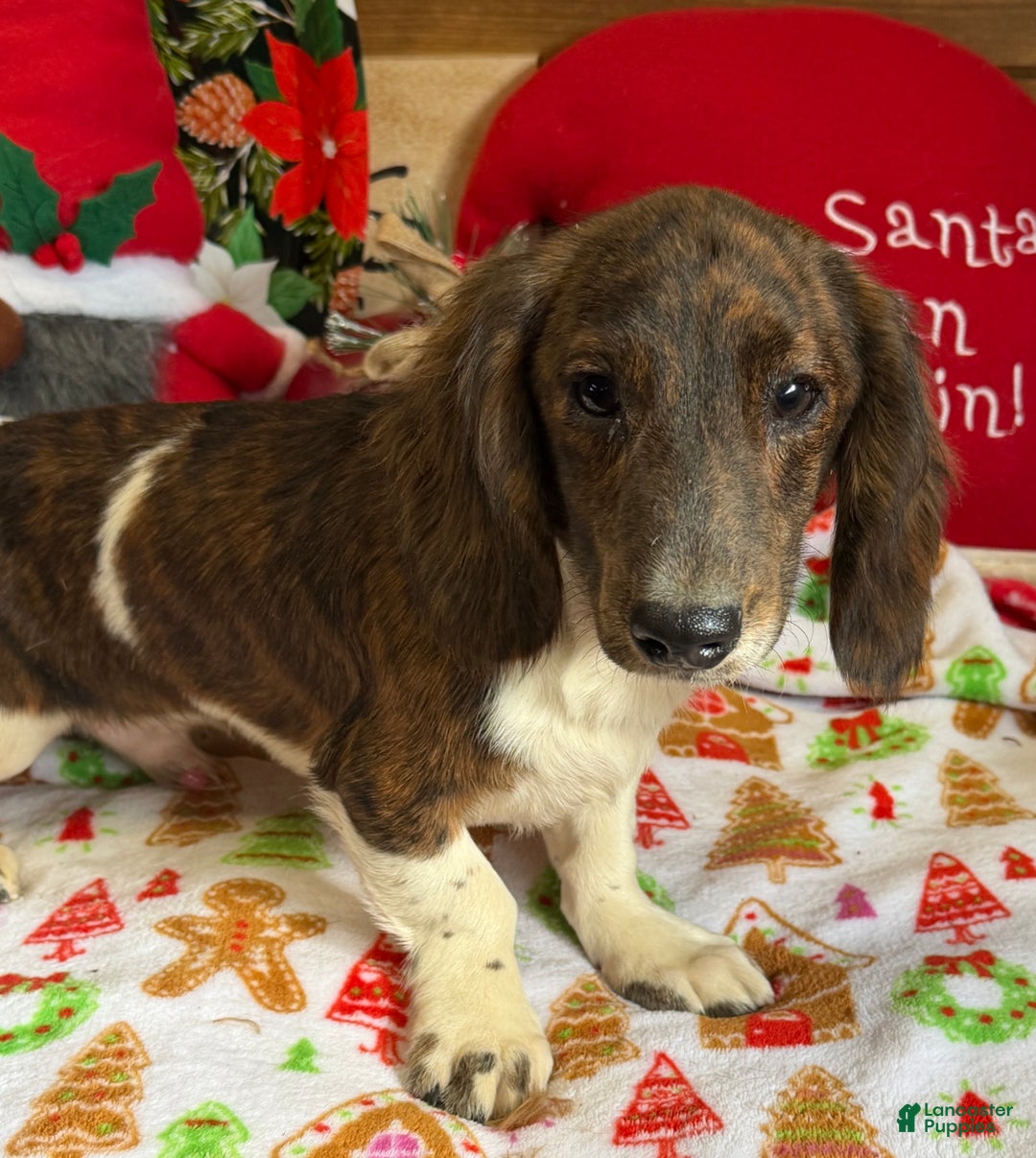 Dachshund dogs for sale: Henry - Ad 3