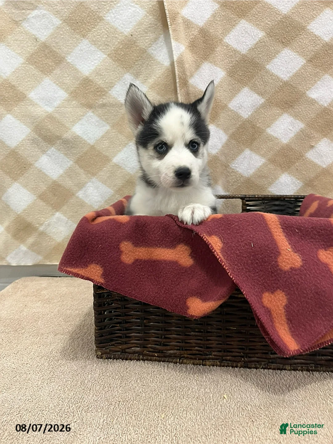 Pomsky dogs for sale: Pippa - Ad 1