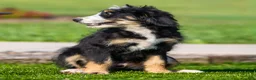 Bernedoodle dogs for sale: Hayes Bernedoodle Puppy  - Ad 3