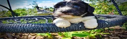 Havapoo dogs for sale: Havapoo Puppy 3 - Ad 3