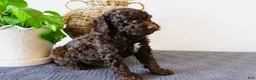 Mini Goldendoodle dogs for sale: Hershey - Ad 2