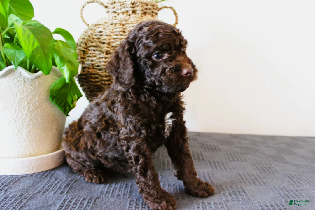 Mini Goldendoodle dogs for sale: Hershey - Ad 2