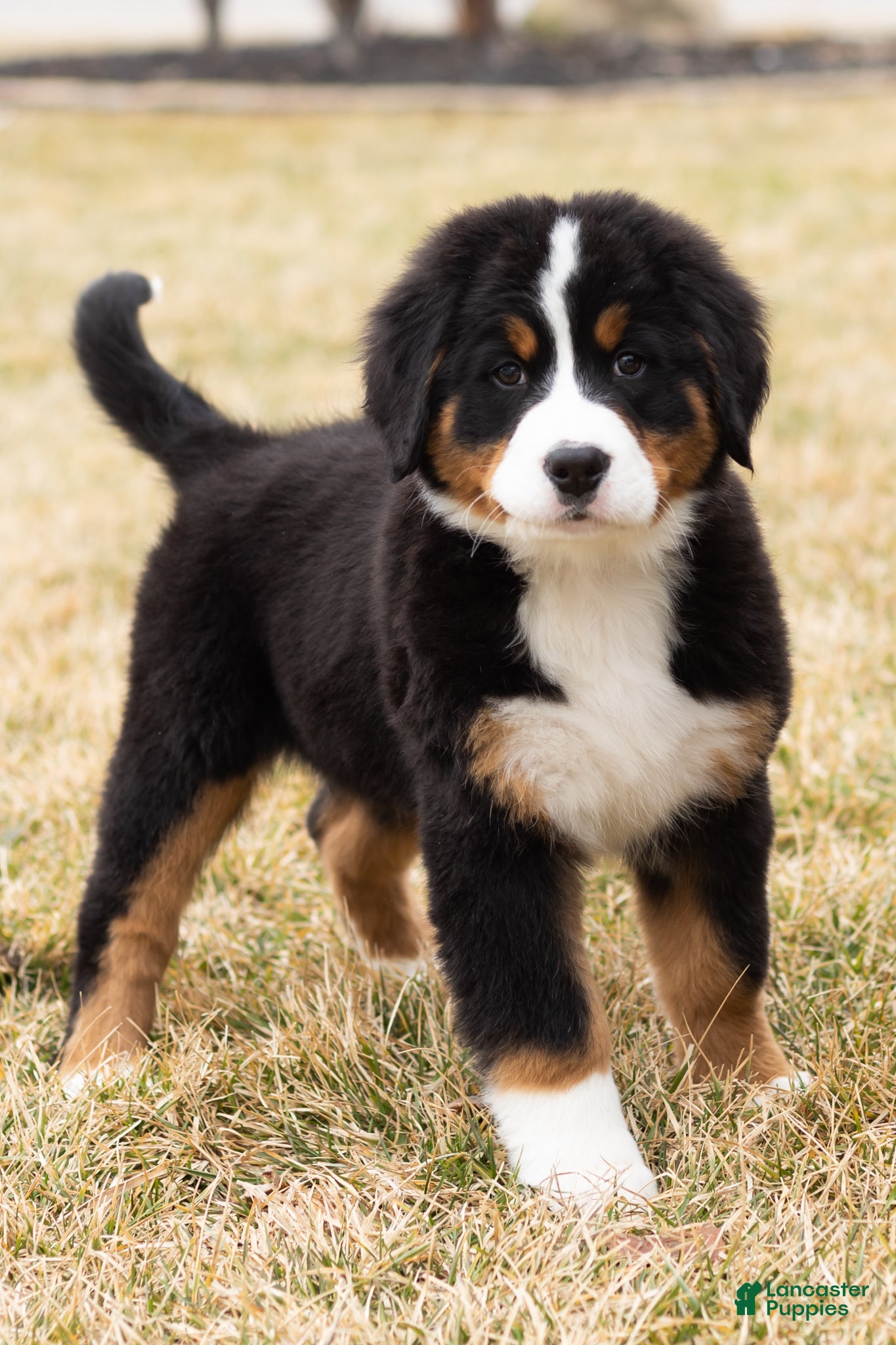 Bernese Mountain Dog dogs Bernie - Ad 41