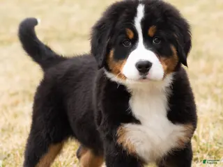 Bernese Mountain Dog dogs Bernie - Ad 41