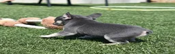 French Bulldog dogs for sale: Warrior  - Ad 3