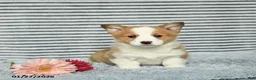 Welsh Corgi Pembroke dogs for sale: Cheeto - Ad 3