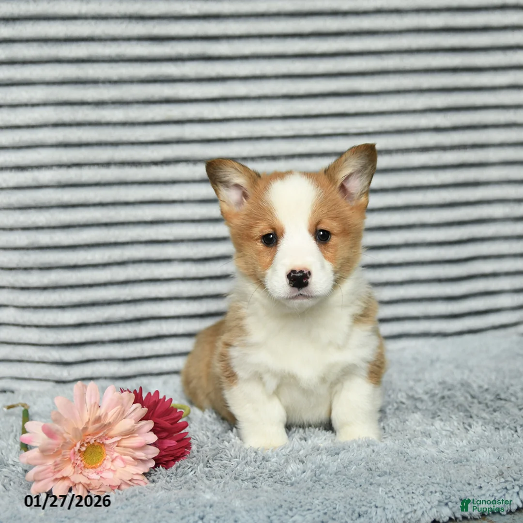 Welsh Corgi Pembroke dogs for sale: Cheeto - Ad 3