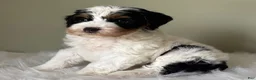 Mini Bernedoodle dogs for sale: Stack - Ad 3