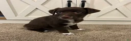 Mixed Breed dogs for sale: Monica - Ad 2