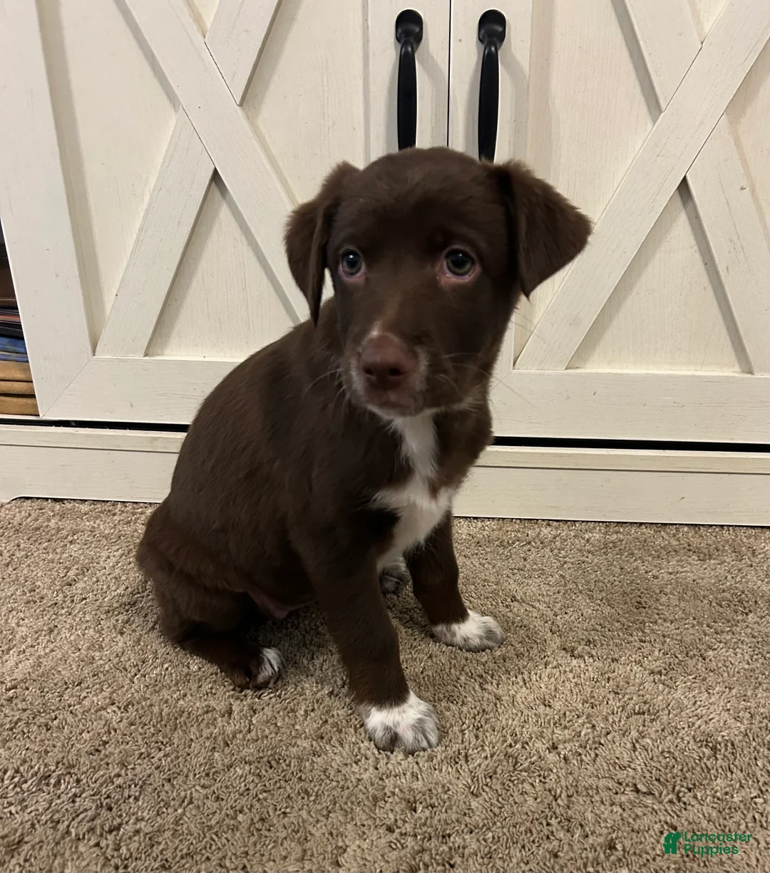 Mixed Breed dogs for sale: Monica - Ad 2