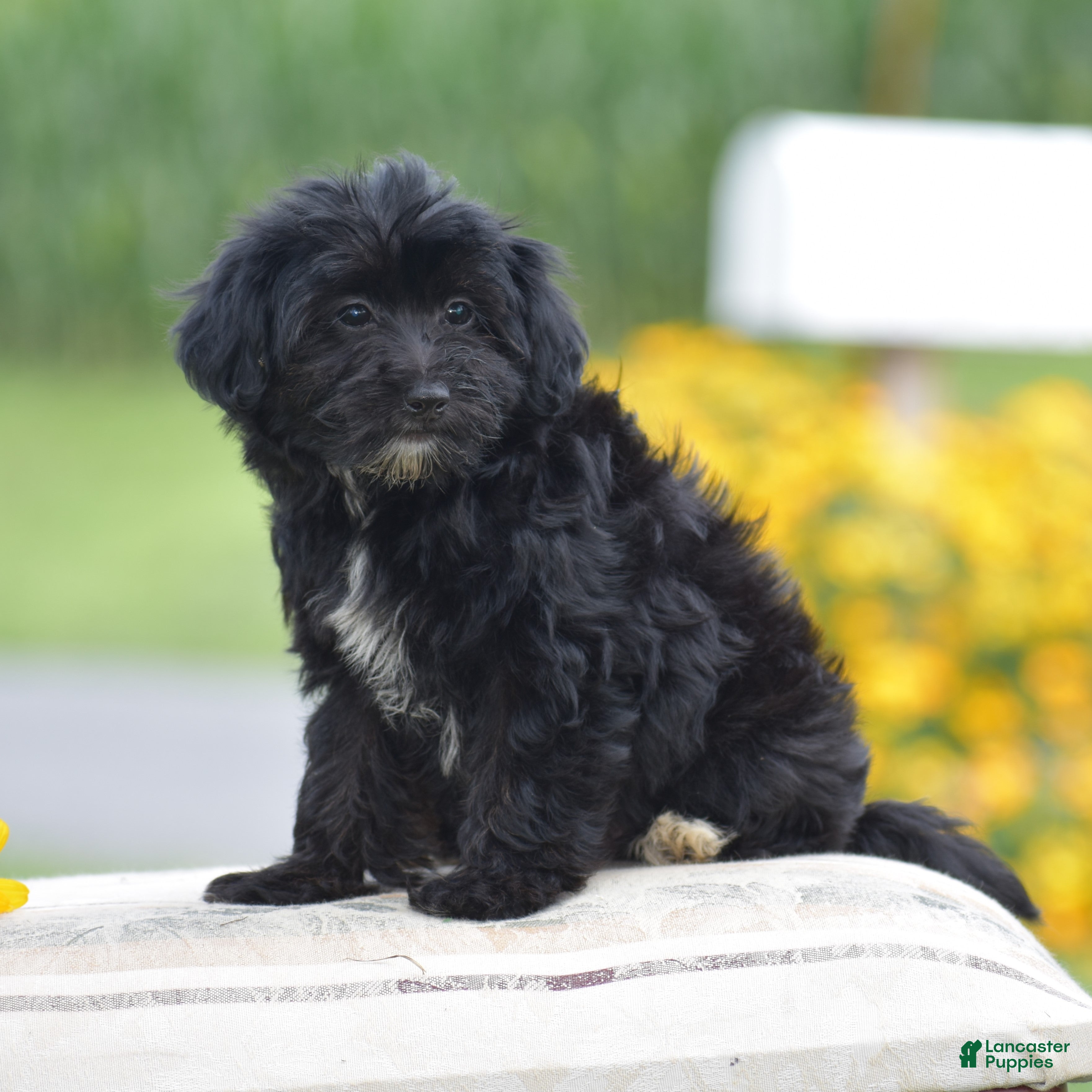 Yorkiepoo dogs Courtney - Ad 2