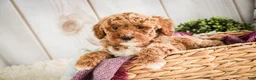 Miniature Poodle dogs for sale: Jocelyn - Ad 5