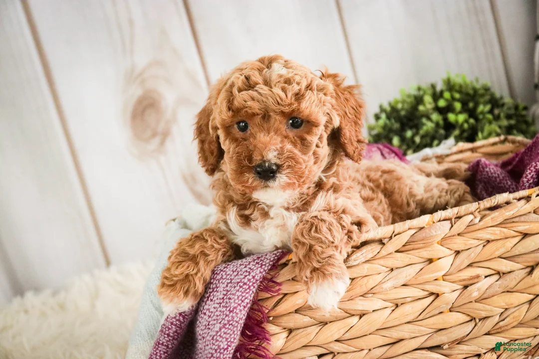 Miniature Poodle dogs for sale: Jocelyn - Ad 5