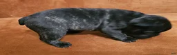 French Bulldog dogs for sale: Grayson - Ad 3