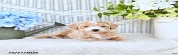 Mini Aussiedoodle dogs for sale: Valerie - Ad 4
