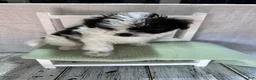 Pomapoo dogs for sale: Pomapoo 1 - Ad 3