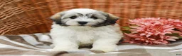 Havanese dogs for sale: Bear - Ad 5