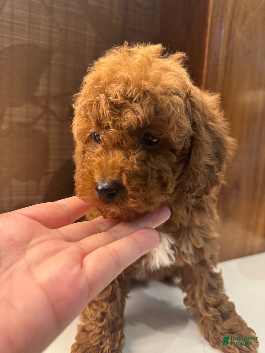Toy Poodle dogs for sale: Rusty - Ad 4