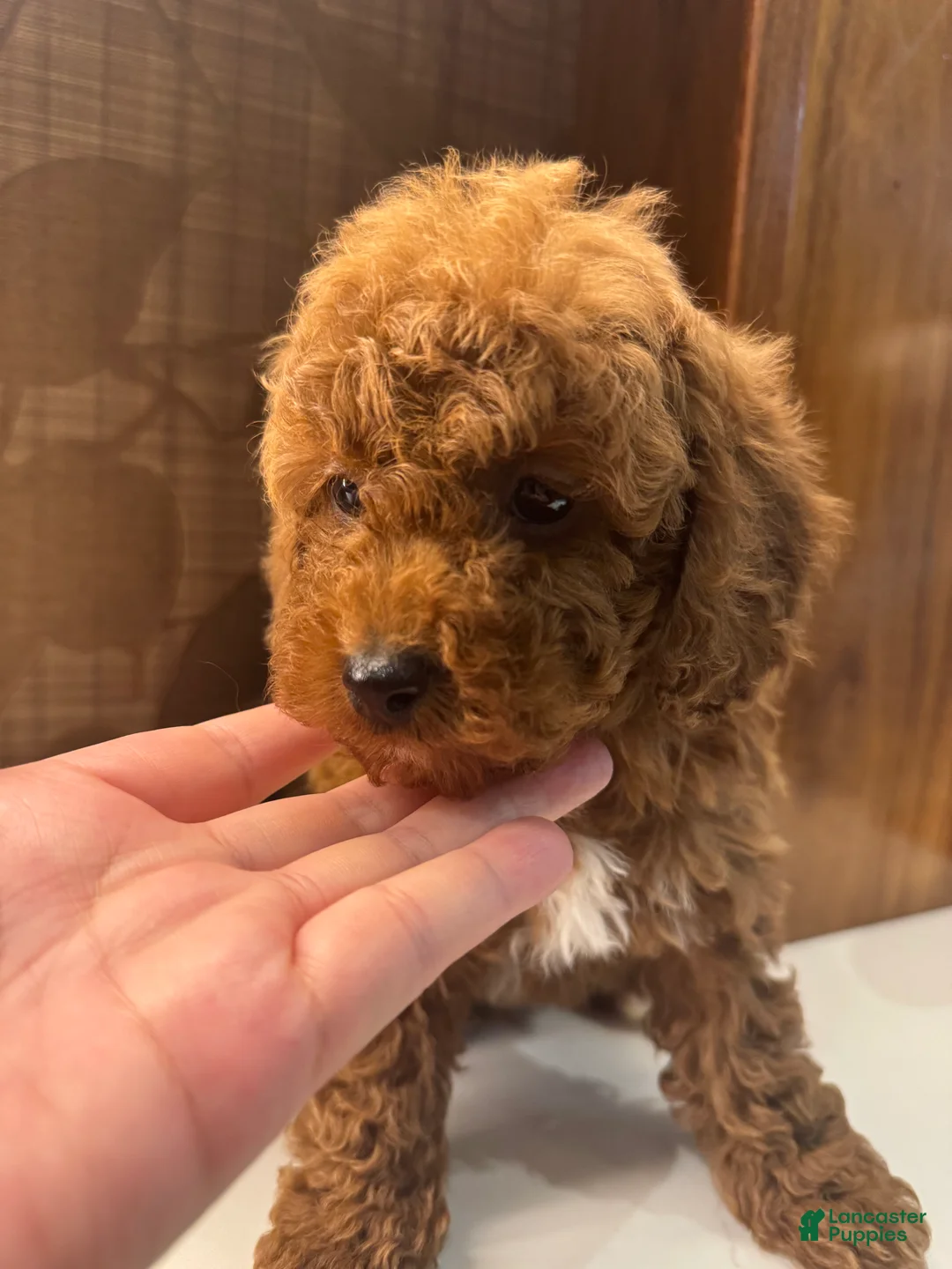 Toy Poodle dogs for sale: Rusty - Ad 4