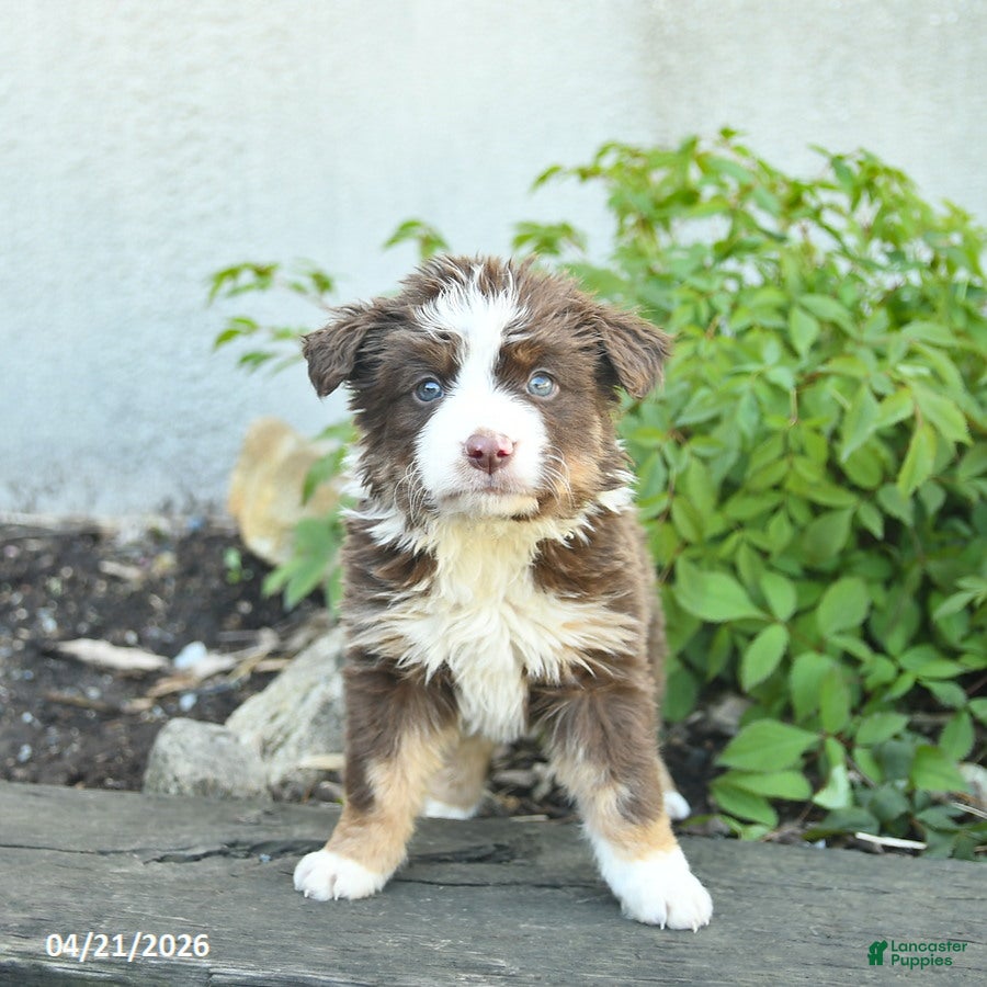 Border Collie dogs Cassie   - Ad 2