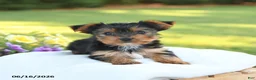 Yorkshire Terrier dogs for sale: Daffodil - Ad 3