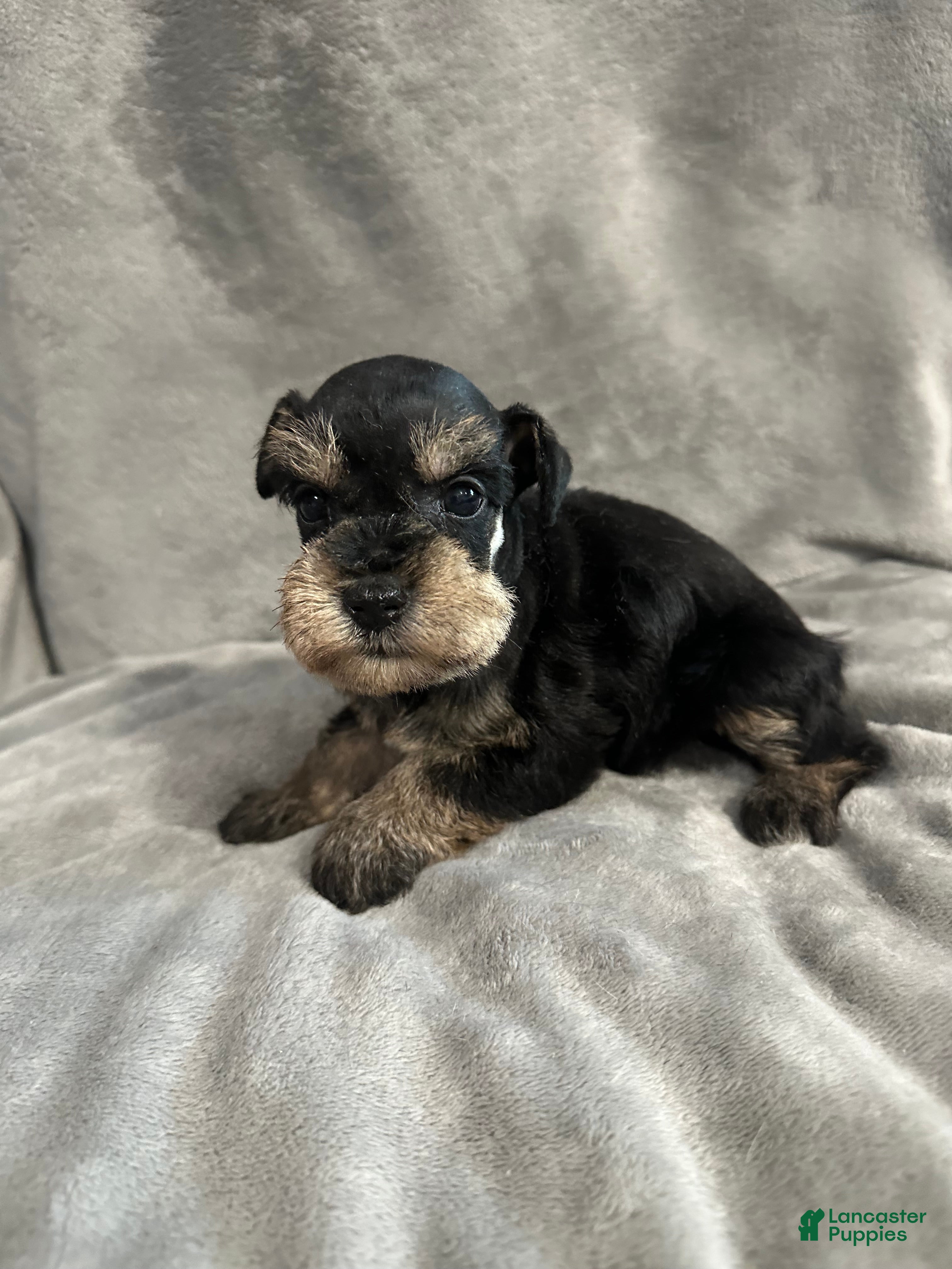 Miniature Schnauzer dogs Noel  - Ad 5