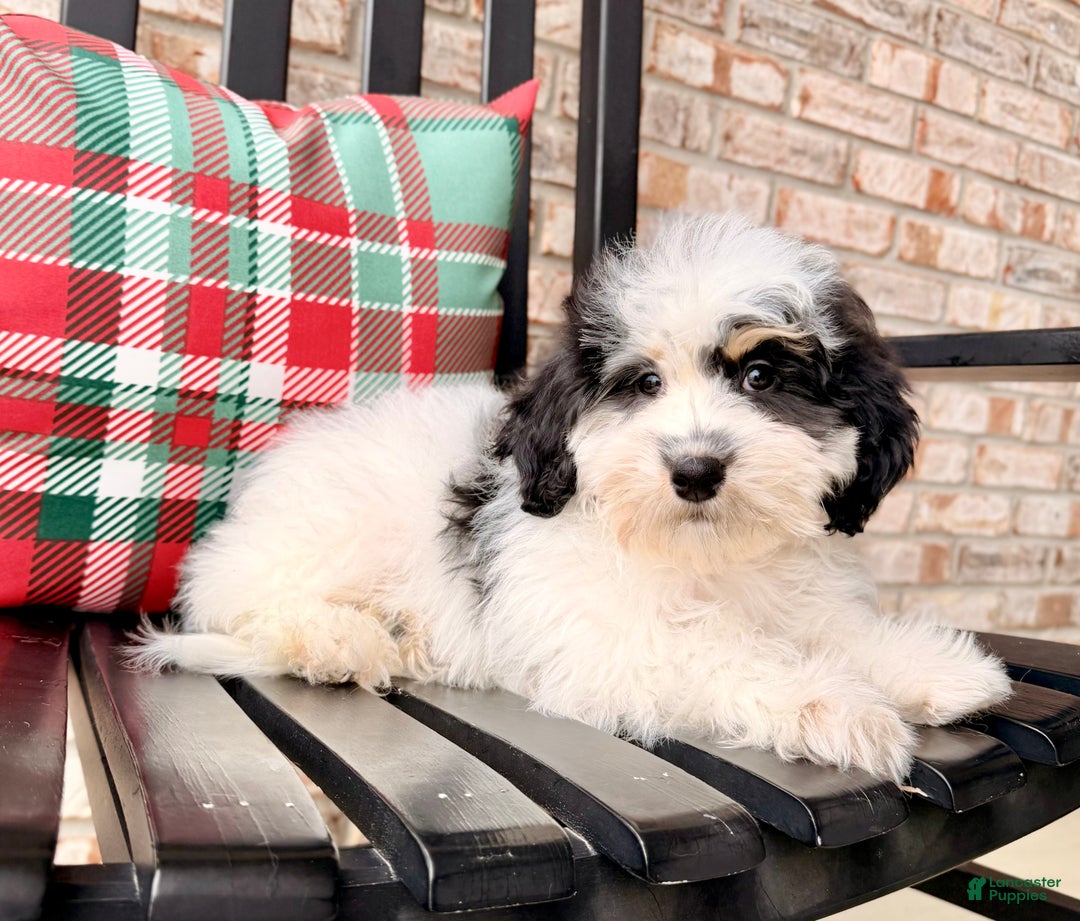 Bernedoodle dogs for sale: Emmett - Ad 2