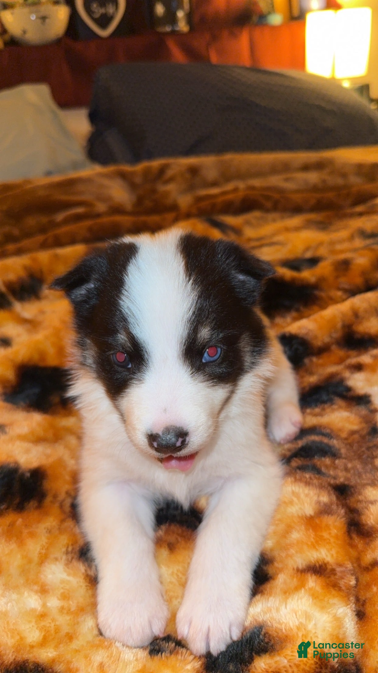 Mixed Breed dogs Mixed Breed Puppy 2 - Ad 2